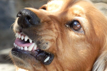 Adfærdsbehandling hunde angst problemer hund aggressivitet alene-hjemme problemer