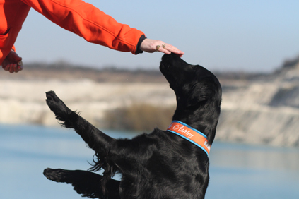træning hvalpetræning belønning positiv træning positiv forstærkning schweiss vildtspor sjovt familiehunde
